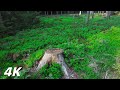 To My Grandma S Childhood 4K ASMR Nature Sound Relaxation Forest Birds Singing Relaxing Sleep