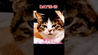 【18日目】【19日目】今日もワイと子猫の可愛いが満載ニャ💗   #猫動画   #cat
