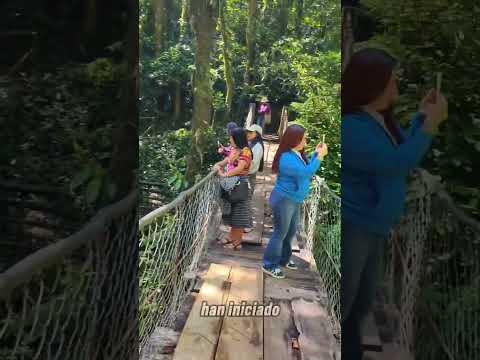 Quetzal, el ave que se deja ver en su NIDO