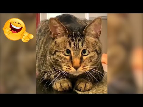 The Funniest Animal Videos of 2022 - Dogs and Cats You'll Love