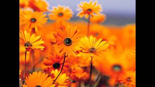 Velvet \-rock Down to