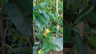 Download lagu Various potted fruit plants are the easiest to bear fruit #tabulampot #pottedfruitplants mp3 Download lagu Various potted fruit plants are the easiest to bear fruit #tabulampot #pottedfruitplants mp3