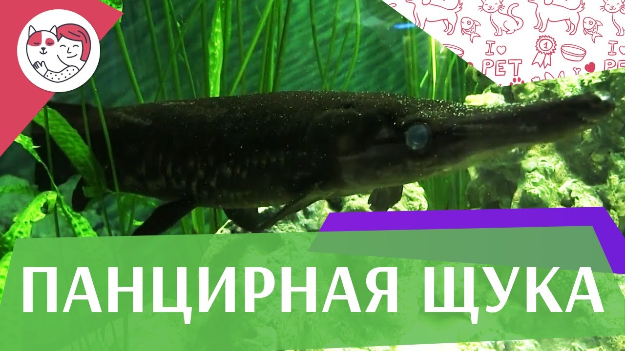 Панцирная щука АкваЛого на ilikePet