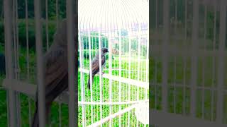 Download lagu Kicauan burung Opior Paruh Tebal mp3