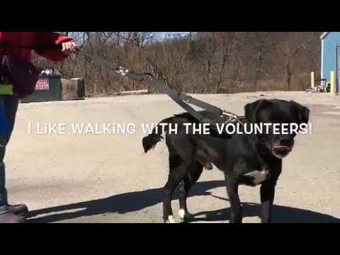 Hank, an adopted Labrador Retriever Mix in Kittanning, PA_image-1