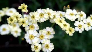 kanneer poovinte kavilil thalodi.wmv