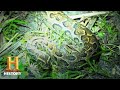 Swamp People Serpent Invasion GIANT HYBRID PYTHONS INVADE EVERGLADES Season 1 History