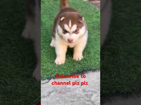 Husky for sale 1k Subscribe kardo ji or Giti 2 Husky puppy free Gift offer Subscribe to channel plz