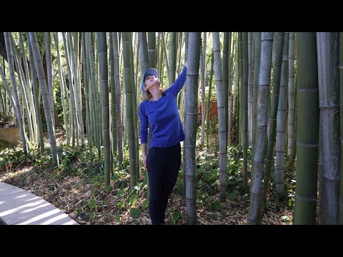 The most beautiful timber bamboo garden there is - and it's my own yard-  Growing big timber bamboo.