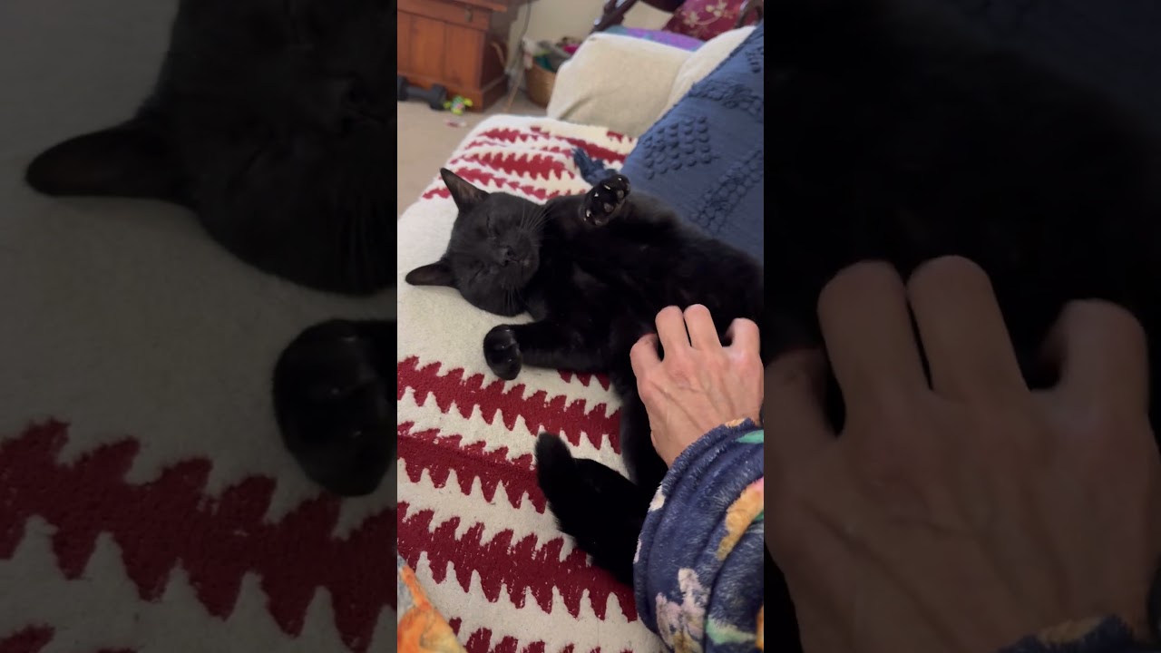 Enlarge Greg -Luvs Belly Rubs, a ADOPTABLE mixed breed in Arlington, VA video 6/6