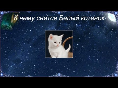 К чему снится Белый котенок (Сонник)