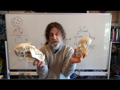 3-Evolution of Behavior II - Robert Sapolsky's Human Behavioral Biology