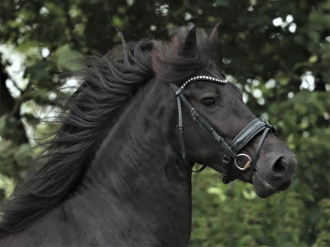 Stal Okkema's Zenne - Michiel x Doaitsen - mare - 2015 - 1.61