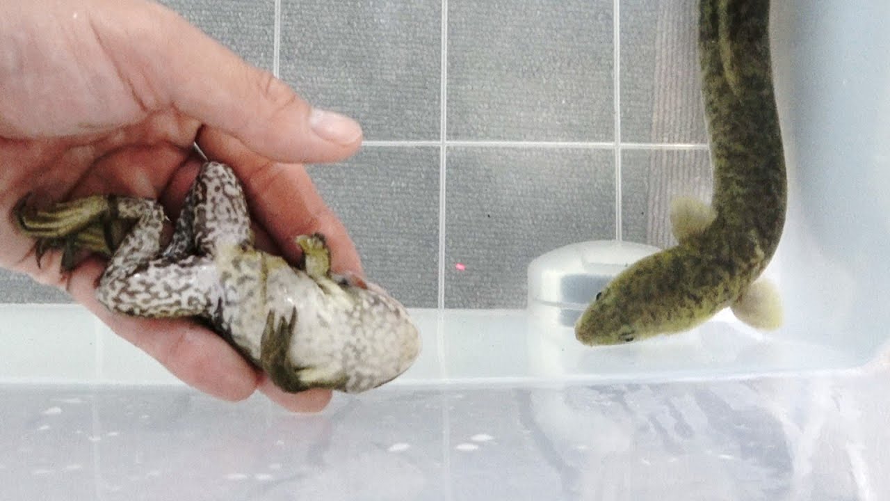 ウナギにウシガエルあげてみた