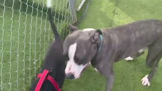 Video preview image #1 Mutt Puppy For Sale in Shreveport, LA, USA
