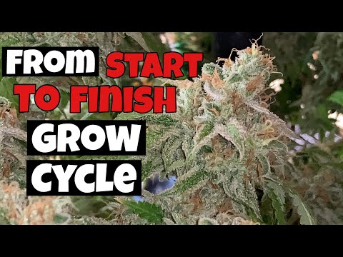 HOW I GREW OVER 1 LB OF WEED STEP BY STEP UNDER EZ8 MEDICGROW LED