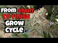 HOW I GREW OVER 1 LB OF WEED STEP BY STEP UNDER EZ8 MEDICGROW LED