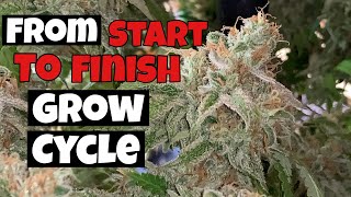HOW I GREW OVER 1 LB OF WEED STEP BY STEP UNDER EZ