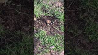 Botta's Pocket Gopher