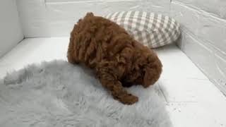 タイニープードルの動画01