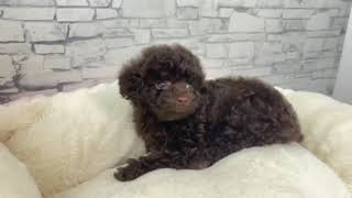 トイプードルの動画01