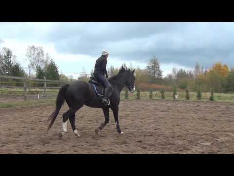 Horses : Keisijs (For Sale)