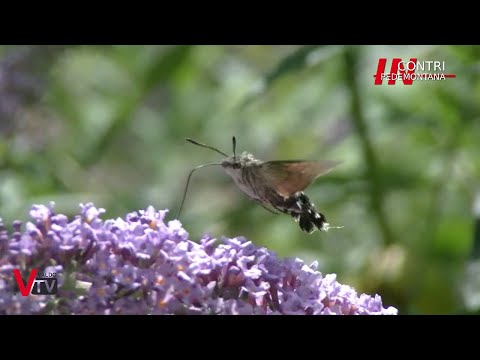 Incontri in Pedemontana - La valle di Schievenin