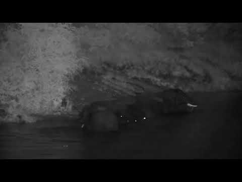 Djuma: Elephants drink at dam as the rain starts to pour downs - 18:46 - 02/27/2023