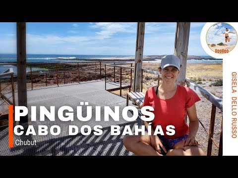 ✅ PINGÜINOS | Cabo Dos Bahías | CHUBUT (Camarones) #patagoniaargentina