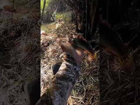 Nembak ikan jajung pakai uklik #shortvideo #pejuanguklik