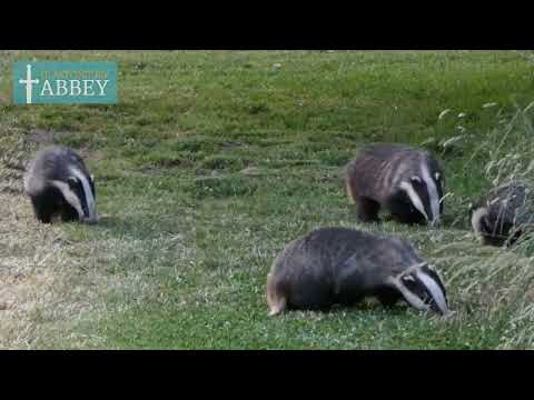 Glastonbury Abbey Badger Walk - Thursday 15th June, 2023