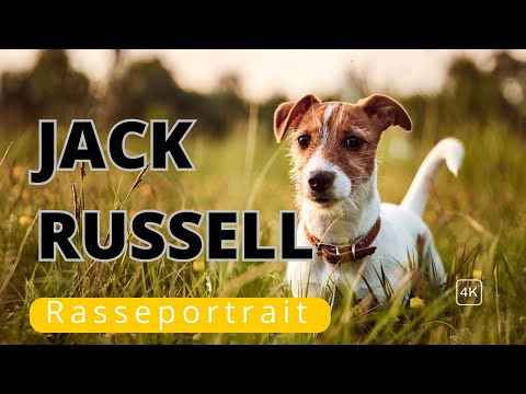 Jack Russell Terrier: Klein, aber oho!