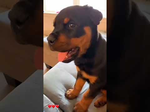 #funny #dogs #pet #dogscats#dogshorts #dog#doglover#doglife