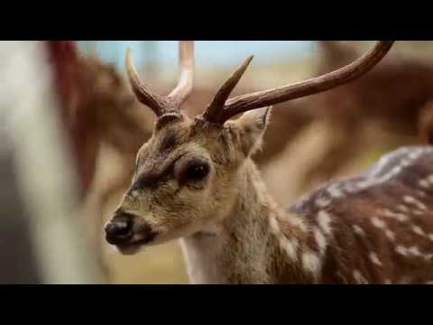 Karan Choudhry  Travel Short Film - Independence Day