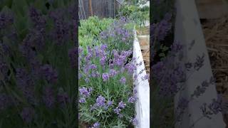 #shorts #flowers #lavender  English Lavender in full bloom