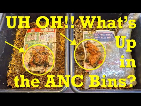 First feeding for new, 4-day old African nightcrawler systems - vermicompost