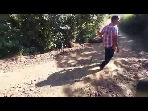 Sítio 3 alqueires Paulista R$246 mil Pinhalão PR 