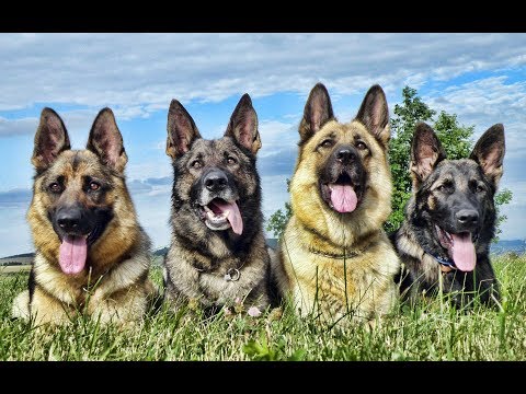download lagu mp3 mp4 Light Brown German Shepherd, download lagu Light Brown German Shepherd gratis, unduh video klip Light Brown German Shepherd
