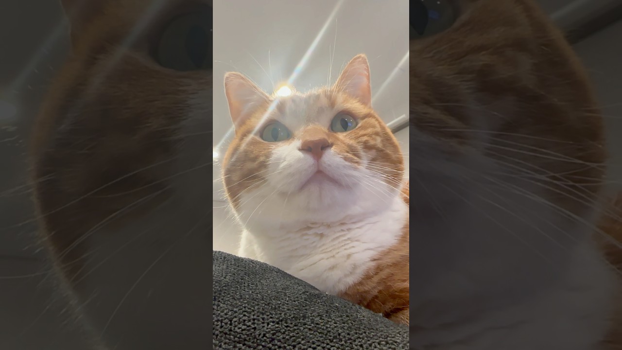 貴方は幸運の猫を見る事が出来ましたね