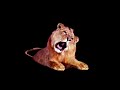 Leo The Lion Footage 1995