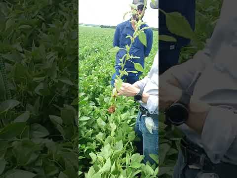 Dia de campo em Jatai-Goias #jatai #agronomia #agro