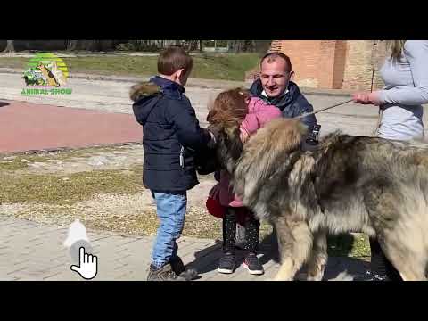 The Majestic Sarplaninac: A Fascinating Guard Dog Breed