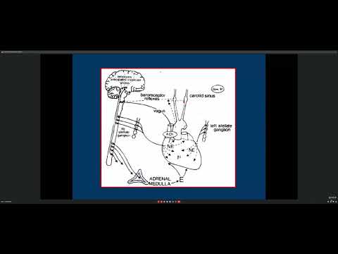 Fisiología Cardiovascular Clase