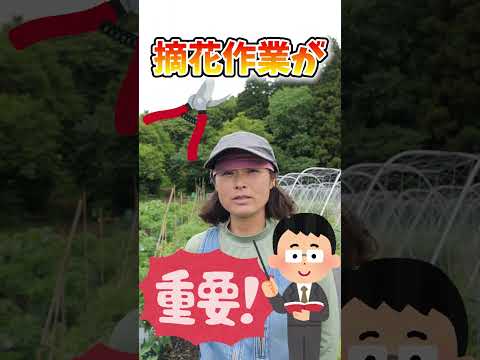 美しいトマトをポットで育てる方法 2023