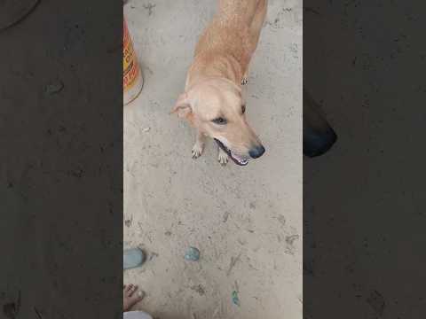 naan partha muthal pen nee🐕🐕😍😍#shortsvideo #trendingshorts #funny #dog #nivethaharirajan#viral