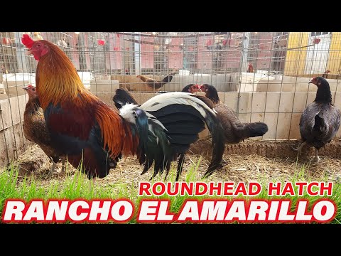 Asil Lacy Roundhead Yellow Leg Hatch - Rancho El Amarillo Beautiful Birds
