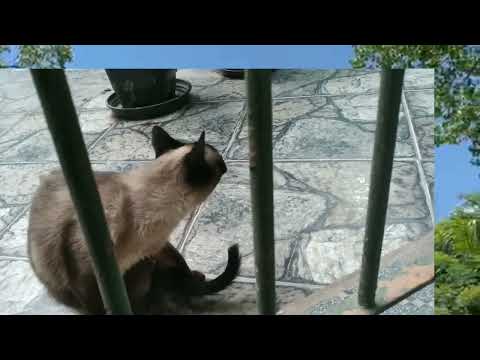 Gatinhos lindos Gêmeos (#Shorts)mariacristinamulticoisas .