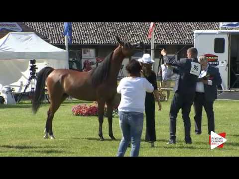 N.89 MELODY J - Ströhen 2016 B-Show - Fillies 2 years old (Class C)