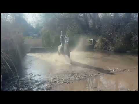 Lovely sensible 1.10m jumper/all-rounder - Image 2