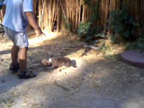 JAPJOT SAHOTA play with puppy